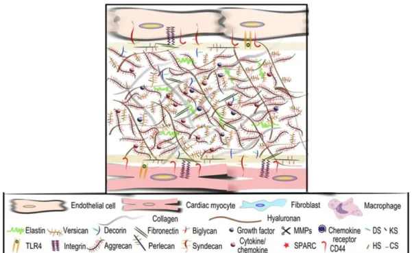 Figure 1. Composition de la matrice extracellulaire (Tan 2016). 