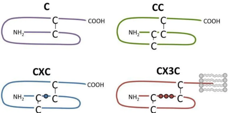 Figure 7. Structure des CC, CXC, CX3C et C-chimiokines (De Munnik 2015). 