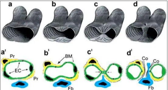 Figure 11. Représentation du mécanisme d’angiogenèse par invagination. En 3D (a- (a-d) et en 2D (a’-d’)
