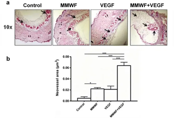 Figure  17.  Effet  pro-angiogénique  du  MMWF  et  du  VEGF  dans  un  modèle  d’implantation sous-cutané de matrice de pullulane/dextrane chez la souris