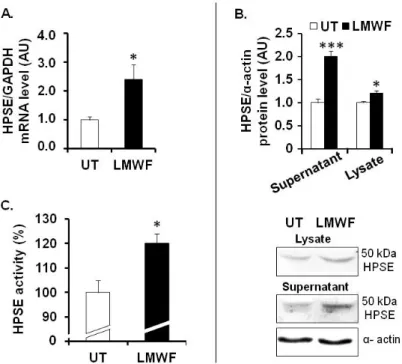 Figure 3. LMWF and heparanase in HUVECs. (A) HPSE mRNA levels were determined by  real-time RT-PCR in cells treated with or without 10 µg/mL LMWF; (B) HPSE protein  levels were determined by western blot in the supernatant or in the lysate of cells treated