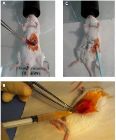 Figure 4. Modèle de métastases hépatiques par injection intra-splénique de cellules CT-26.