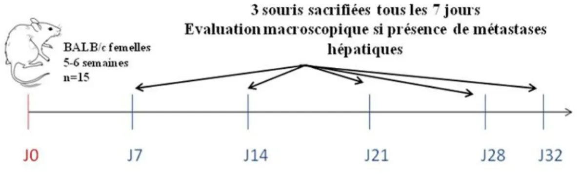 Figure 10. Protocole pour évaluer l'histoire naturelle des métastases hépatiques après  injection intra-splénique de cellules CT-26.