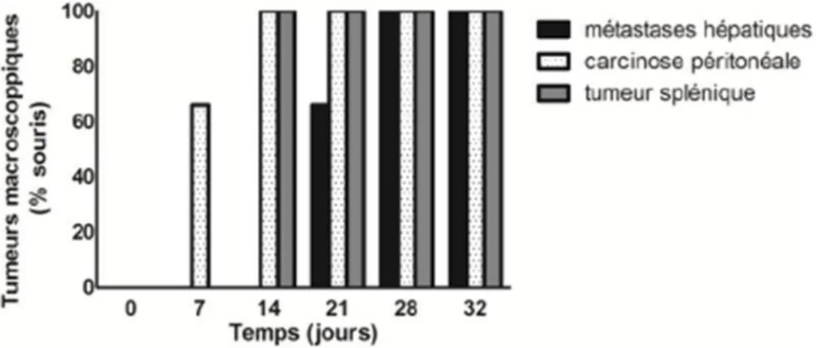 Figure 11. Histoire naturelle des métastases dans notre modèle.