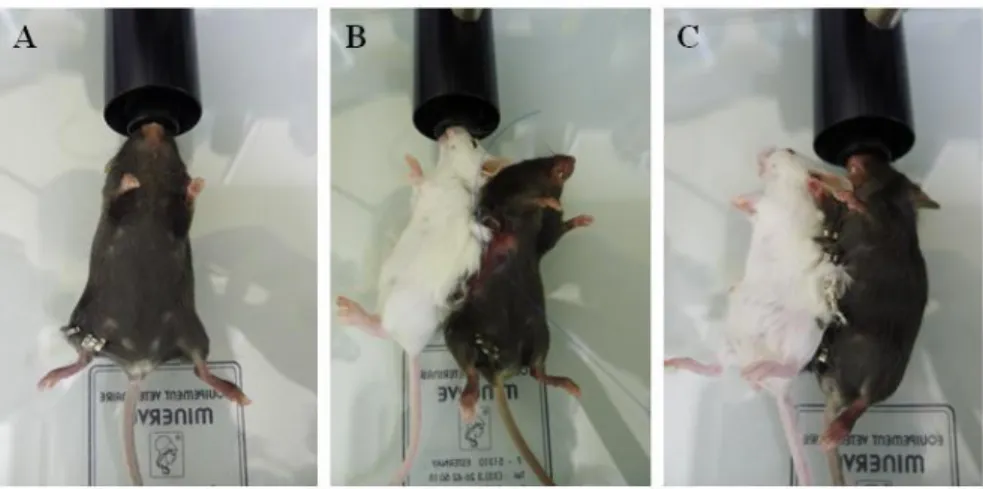 Figure 12. Modèle de parabiose chez la souris. (A) Anesthésie de la première souris. (B) 