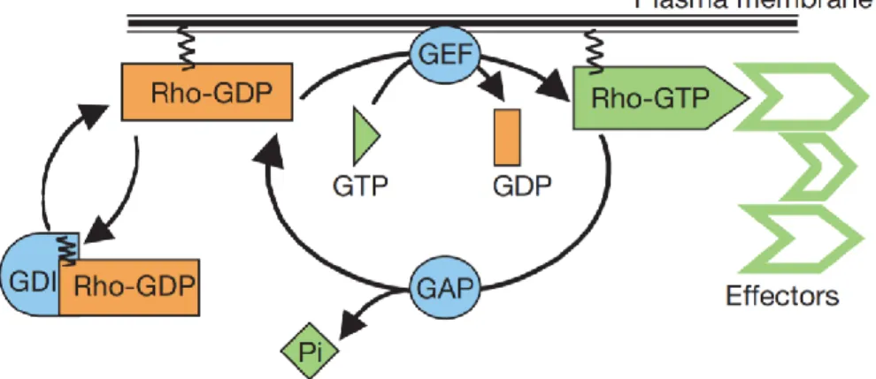 Figure 1.6. Schematic of Rho-GTPase cycle (Etienne-Manneville, 2002) 