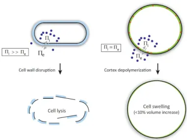 Figure 1.8. The actomyosin cortex versus the cell wall. In walled cells the internal turgor pressure is very high