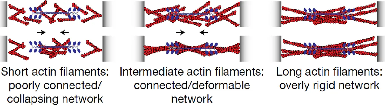 Figure 1.10. Actin filament length influences actin cortex tension. Only intermediate filament lengths, networks are  sufficiently connected my Myo II motors for tension generation, and sufficiently compliant to promote tension increase  (center)
