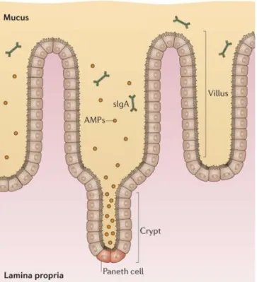 Figure 4: Représentation schématique des molécules anti-microbiennes présentes au sein du mucus  (Donaldson et al., 2016) 