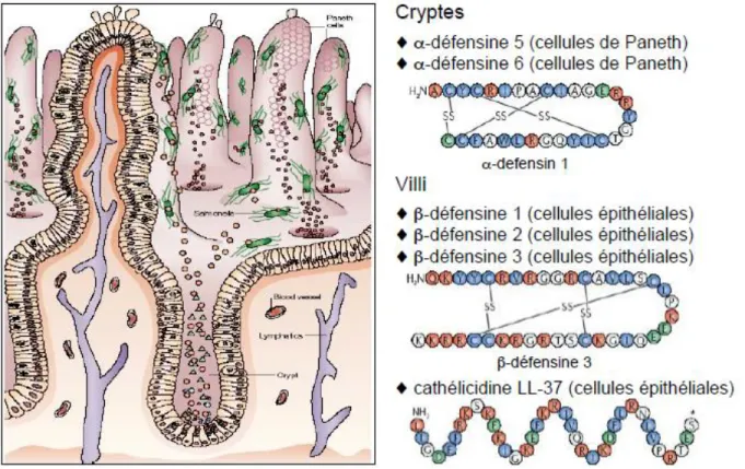 Figure  8:  Représentation  des  structures  secondaires  et  localisation  des  défensines  et  cathélicidines  dans l'intestin (Ganz et al., 2003) 