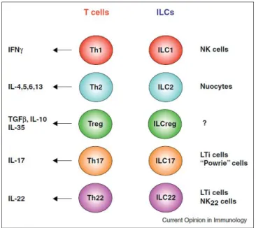 Figure 10: Les différents types d'ILC avec leurs correspondances en lymphocytes T. L'existence des  ILCreg est à ce jour, hypothétique (Cherrier et al., 2012) 