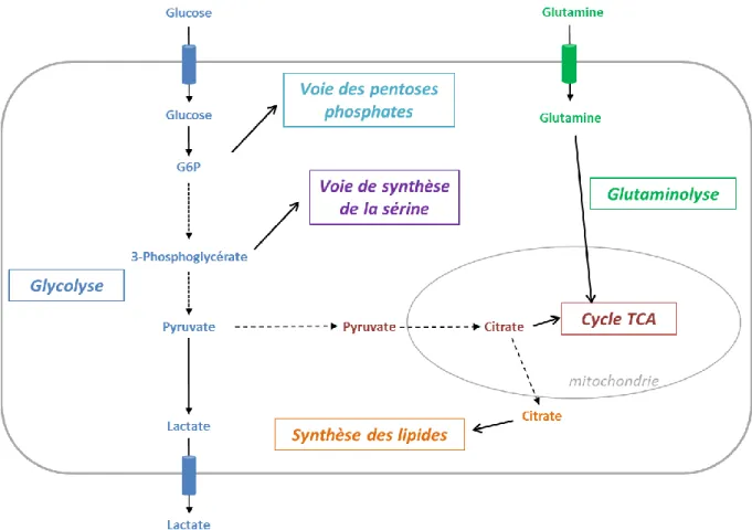 Figure 2. Schéma général des grandes voies métaboliques.  La cellule cancéreuse capte le glucose 