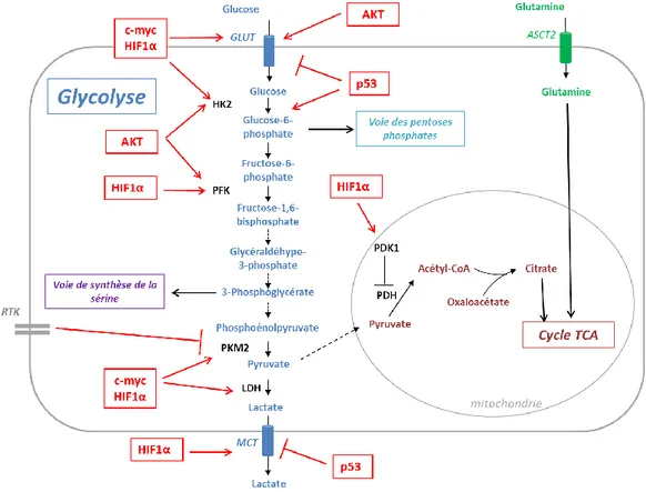 Figure  3.  Régulation  de  la  glycolyse  dans  les  cancers.  Le  glucose  entre  dans  la  cellule  par  le 