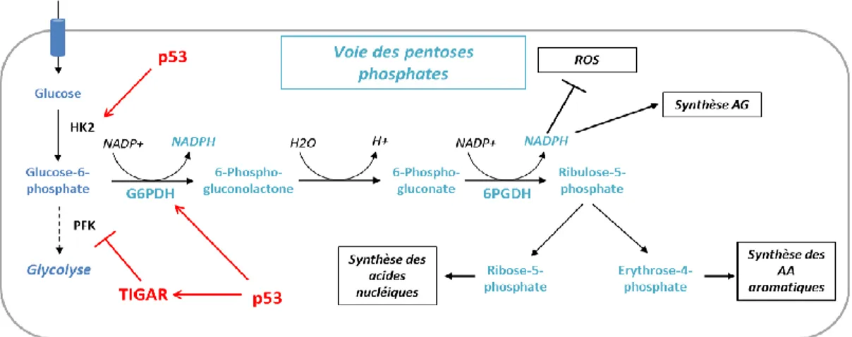 Figure  4.  Voie  des  pentoses  phosphates.  La  glycolyse  peut  être  déviée  au  niveau  de  sa  première 