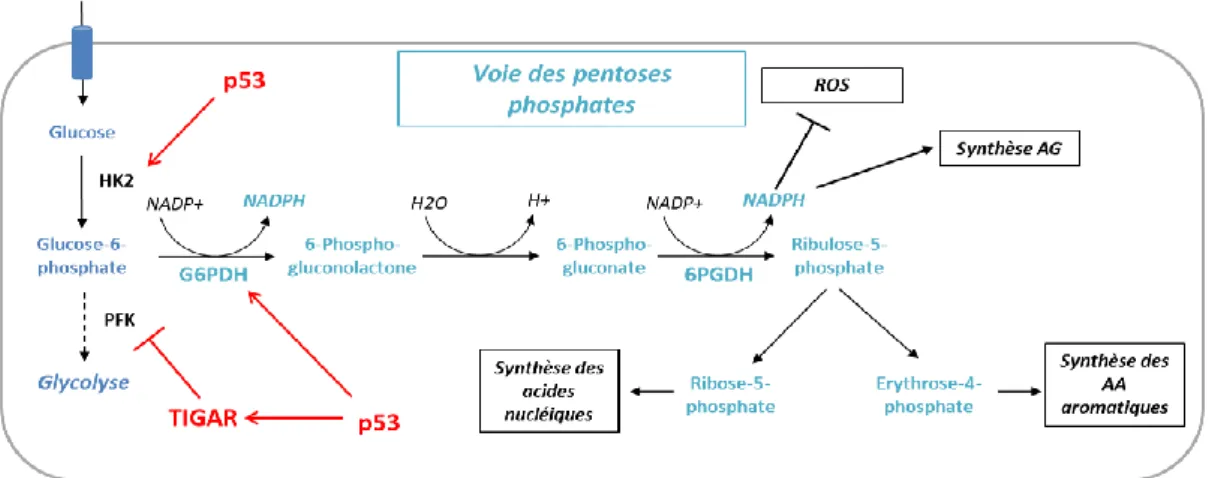 Figure  4.  Voie  des  pentoses  phosphates.  La  glycolyse  peut  être  déviée  au  niveau  de  sa  première 