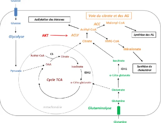 Figure 6. Métabolisme du citrate. Le citrate produit dans la mitochondrie par le cycle TCA ou dans 