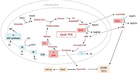 Figure 7. Cycle TCA et chaine respiratoire : principales enzymes mutées dans les cancers