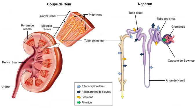 Figure 1: Anatomie du Rein 