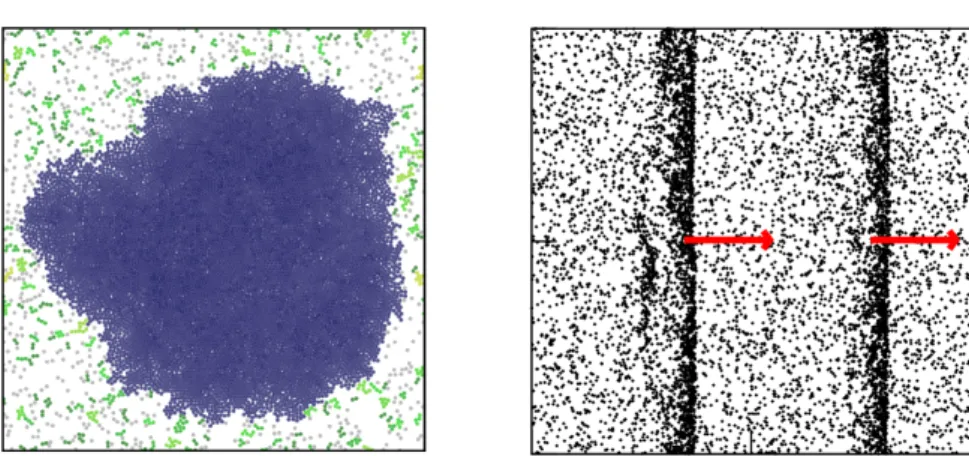 Figure 1.5 – Transitions de phase dans la matière active. Gauche : sépa-