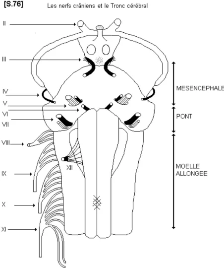 Figure 1: Tronc cérébral et nerfs crâniens. Boutillier B., Outrquin G.