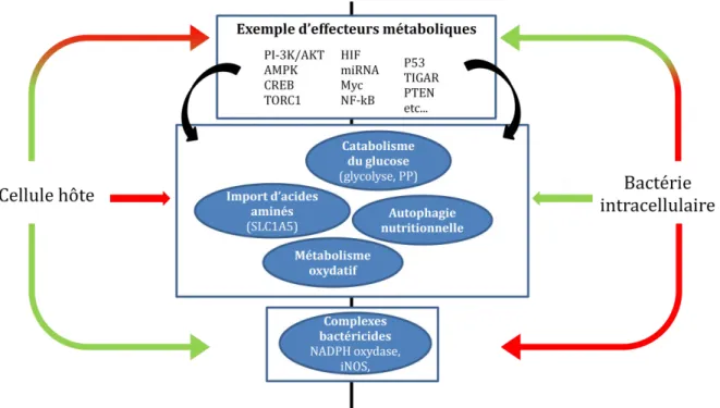 Figure 1  Résumé des modifications métaboliques observées dans un contexte d’infection macrophagique par une bactérie 