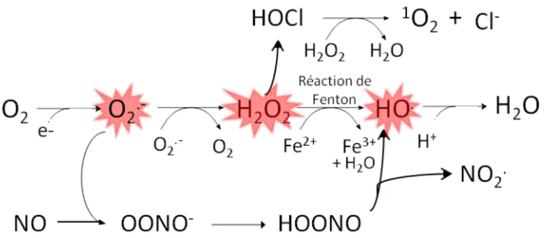 Figure 4  Réactions menant à la formation des espèces réactives de l’oxygène et de l’azote