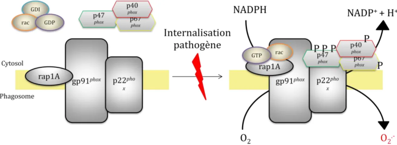 Figure 5 Schéma récapitulatif du fonctionnement de la NADPH oxydase dans les cellules phagocytaires