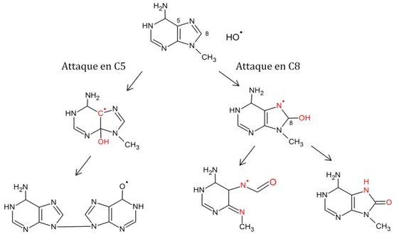 Figure 6 Exemples de réactions du radical hydroxyle avec des bases de type purine (adénine et guanine)