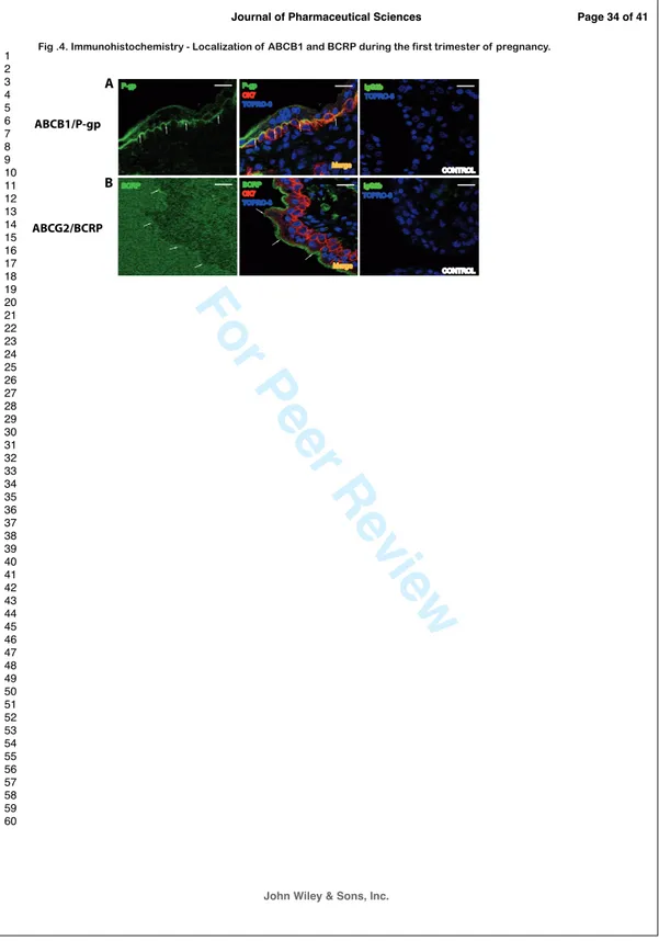 Fig .4. Immunohistochemistry - Localization of  ABCB1 and BCRP during the first trimester of  pregnancy.