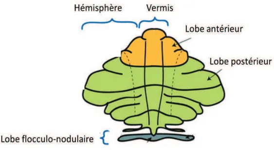 Figure 5. Le cervelet est divisé en une partie médiane étroite, le vermis, et  deux  parties  latérales  développées,  les  hémisphères  cérébelleux