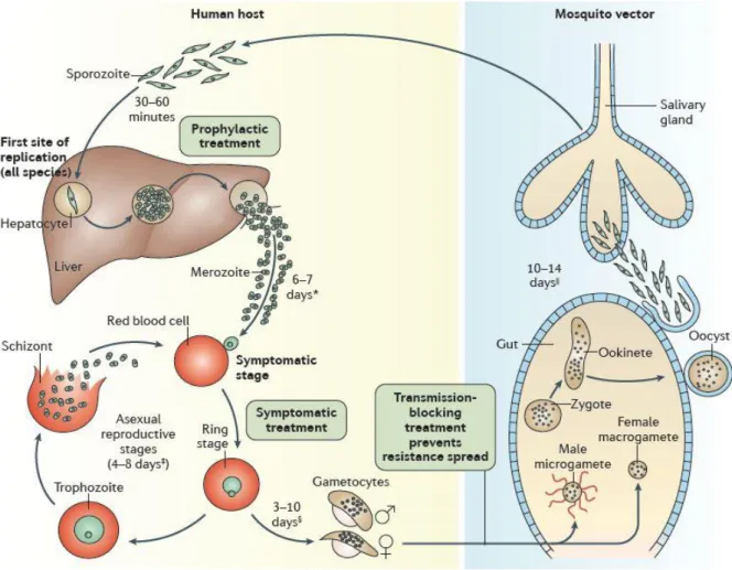 Figure 1 : Cycle biologique du Plasmodium chez l'humain et le moustique  Source: Margaret A