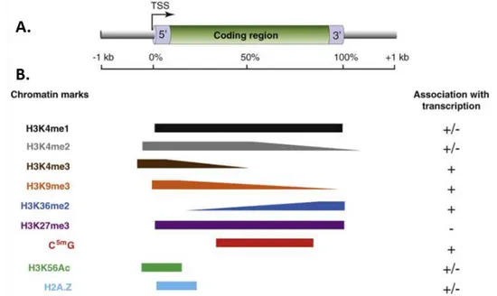 Figure I.6 : Schéma récapitulant le lien entre marques chromatiniennes et transcription (Roudier  et al., 2009)
