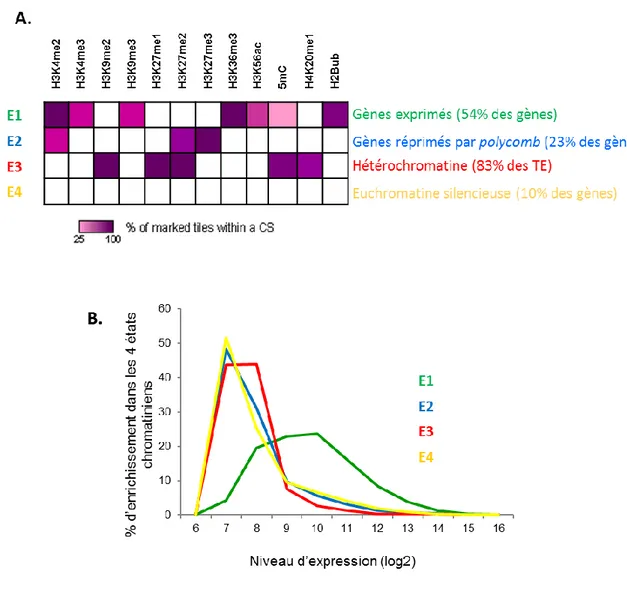 Figure I.7 : Description des différents états chromatiniens chez A.thaliana  (Roudier et al., 2011)  A