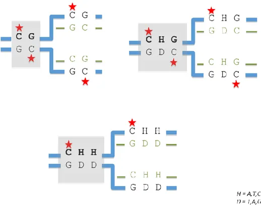 Figure I.11 : Schéma simplifié du maintien de la méthylation dans les trois contextes 
