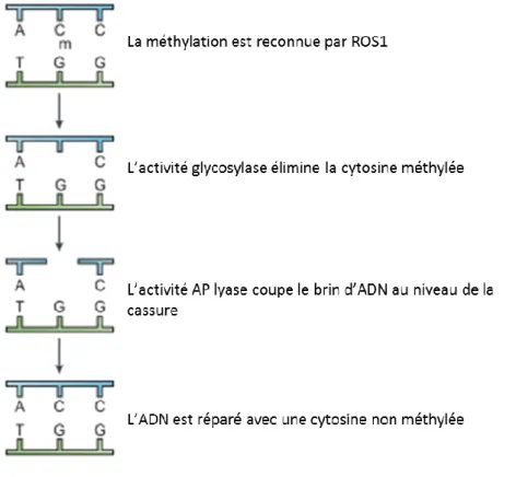 Figure I.12 : Perte de la méthylation de l’ADN par voie active (d’après Chan et al. (2005)) 