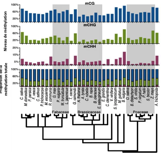 Figure  I.13 :  Taux  de  méthylation  de  l’ADN  à  l’échelle  du  génome  chez  différentes  espèces  d’angiospermes dans le contexte CG, CHG et CHH (Niederhuth et al., 2016)