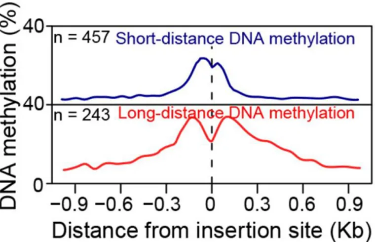 Figure  I.16  :  Méthylation  de  l’ADN  dans  les  régions  flanquantes  des  sites  d’insertion  des  ET 