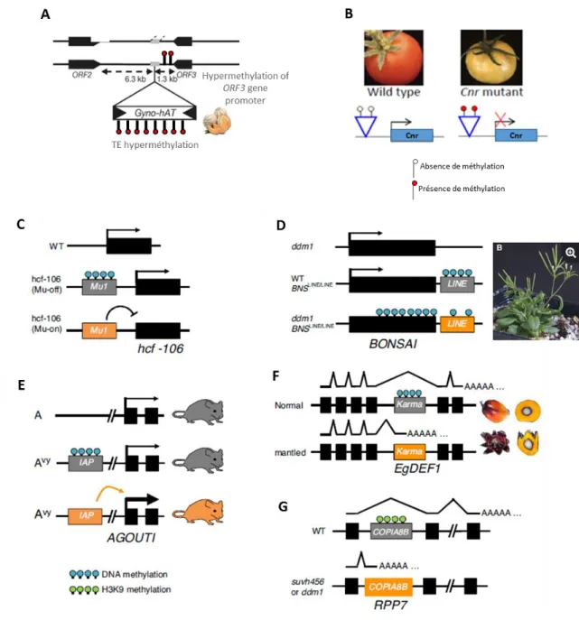 Figure I.17 : Cas de méthylation des éléments transposables à côté des gènes résultant dans une  variation phénotyique 