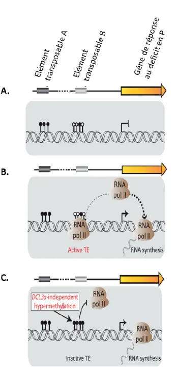 Figure I.24 : Interaction entre l’expression des gènes et la méthylation d’ADN comme réponse au  déficit en phosphate (P) (Secco et al., 2015) 