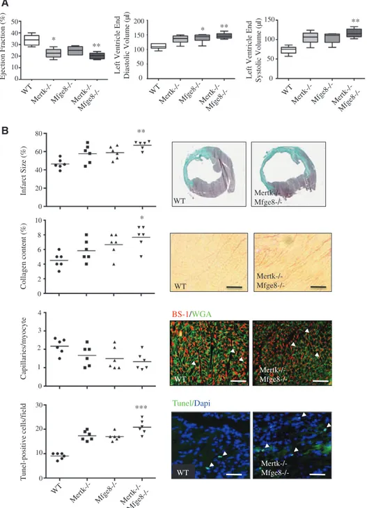 Figure 1. Cardiac healing is impaired in Mertk −/− /Mfge8 −/−  mice. A, Echocardiographic analysis 14 days after myocardial infarction