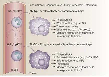 Figure	7	:	Le	rôle	des	monocytes.	