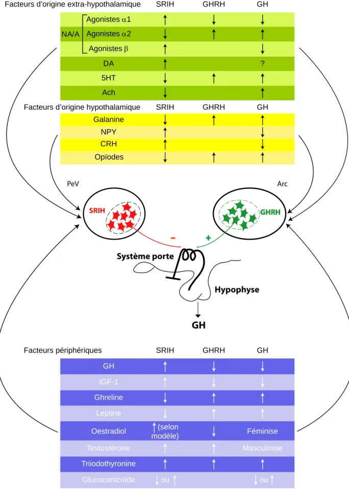 Figure 9 :  Principaux facteurs d’origine hypothalamique (encadré jaune), extrahypothalamique (encadré vert) et périphériques (encadré bleu) impliqués dans la  régulation de la sécrétion de GH