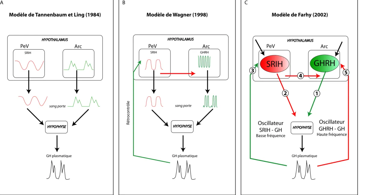 Figure 10 :  Modèles hypothétiques du contrôle de la sécrétion d’hormone de croissance.