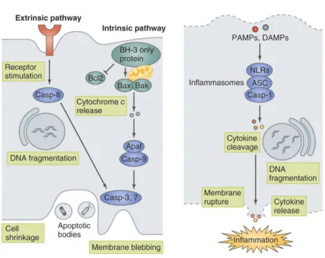 Figure  5 :  Schéma  de  l’activation  de  la  mort  cellulaire  par  apoptose  ou  pyroptose  lors  de  l’infection