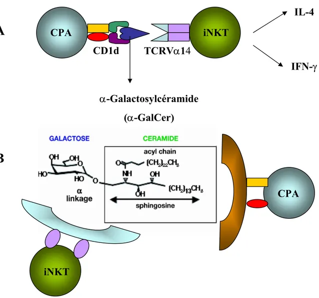 Figure 1. L’ α-GalCer reconnaît spécifiquement les lymphocytes iNKT. A. Présenté par la molécule CD1d, le glycolipide α-galactosylcéramide (α-GalCer)  reconnaît spécifiquement le TCR des lymphocytes iNKT qui comprend une chaîne  semi-invariante TCR-α composée des segmentsVα14 et Jα18; cette reconnaissance entraîne la  production massive de cytokines à la fois de type 1 (IFN-γ) et de type 2 (IL-4) par les  lymphocytes iNKT.
