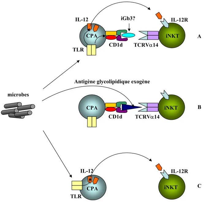 Figure 3. Trois stratégies de détection des infections bactériennes par les  lymphocytes iNKT.