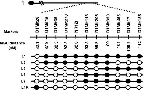 FIG. 1. Schematic representation of the genetic intervals on distal chromosome 1 defining the various congenic and subcongenic strains used in the current study
