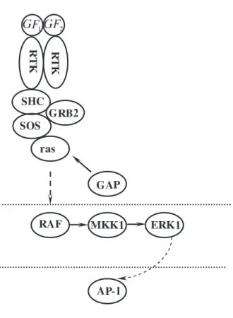 Figure 2.9: Signal Transduction RTK-MAPK.