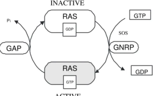 Fig. 3.2 gives an example of ras activation of the signal transduction pathway,