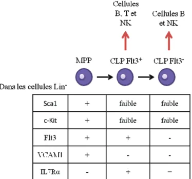 Figure  6 :  Phénotypes  et  potentiels  de  différentiation  des  CLP  (d!après  (Karsunky et al., 2008) et Pereira de Sousa, communication personnelle)